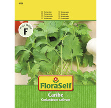 Balíček semen koriandru FloraSelf Caribe