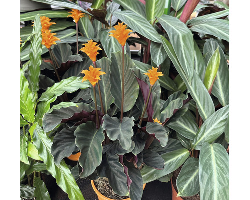 Calathea crocata pokojová rostlina s květy