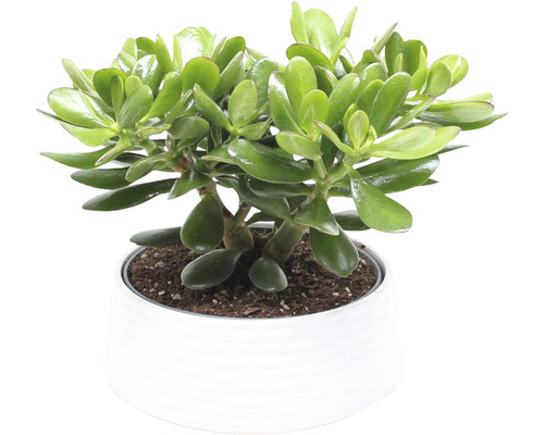 Tlustice vejčitá FloraSelf Crassula 'Magical Tree' cca 35 cm Ø květináče 22 cm, 35 let FloraSelf jubilejní edice