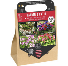 Květinové cibulky pro zahradu a terasu, 20 kusů