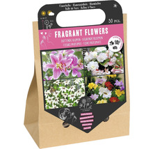 Balení cibulovin s vonnými květy, 30 kusů