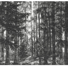 Černobílá fotografie lesa se stromy