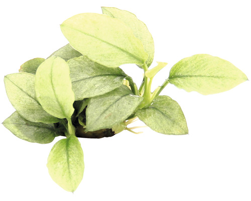 Vodní rostlina Anubias nana 'Jade' Akvarijní rostlina se světlými listy