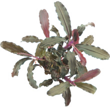 Bucephalandra vodní rostlina