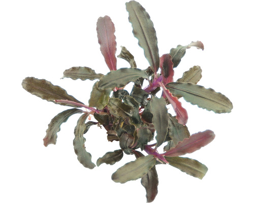 Vodní rostlina Bucephalandra Red Scorpio Bucephalandra vodní rostlina