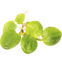 Plovoucí rostlina s kulatými listy a kořeny