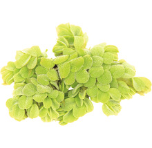 Trs plovoucí kapradiny do zahradních jezírek