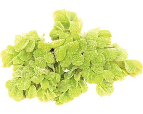 Vodní rostlina Salvinia auriculata Trs plovoucí kapradiny do zahradních jezírek