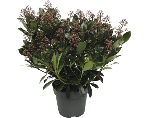 Skimie japonská FloraSelf Skimmia japonica 'Rubella' 50+ okolíků výška 20-30 cm květináč 3 l