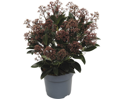 Skimie japonská FloraSelf Skimmia japonica 'Rubella' 20+ okolíků výška 15-20 cm květináč 1,5 l