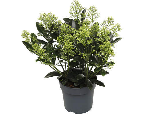 Skimie japonská FloraSelf Skimmia japonica 'Finchy' výška 15-20 cm květináč 1,5 l Skimmie v květináči se zelenými listy a květy
