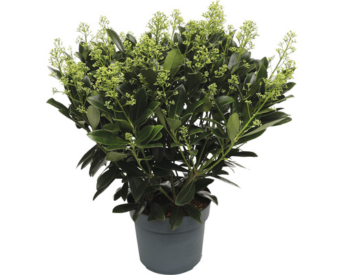 Skimie japonská FloraSelf Skimmia japonica 'Finchy' výška 20-30 cm květináč 3 l keř