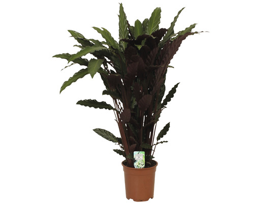 Košová kalatea FloraSelf Calathea ornata 'Wavestar' výška 100–110 cm Ø 21 cm květináč