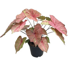 Kaládium mix FloraSelf květináč Ø 24 cm 1 ks, různé druhy