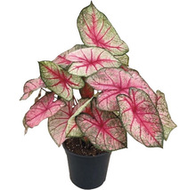 Kaládium mix FloraSelf květináč Ø 24 cm 1 ks, různé druhy