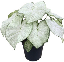 Kaládium mix FloraSelf květináč Ø 24 cm 1 ks, různé druhy
