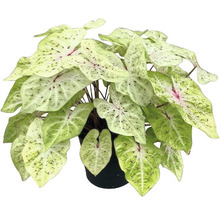 Kaládium mix FloraSelf květináč Ø 24 cm 1 ks, různé druhy