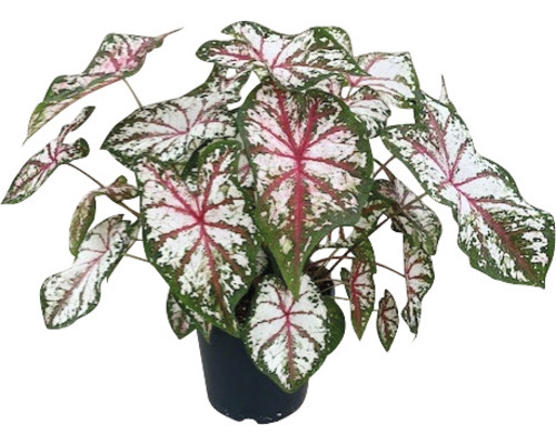 Rostlina Caladium v květináči