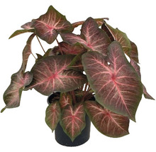 Kaládium mix FloraSelf květináč Ø 24 cm 1 ks, různé druhy
