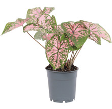 Kaládium růžové mix FloraSelf květináč Ø 12 cm 1 ks, různé druhy