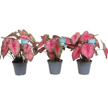 Kaládium růžové mix FloraSelf květináč Ø 12 cm 1 ks, různé druhy