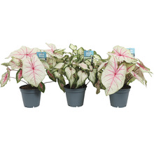 Kaládium bílé mix FloraSelf květináč Ø 12 cm 1 ks, různé druhy