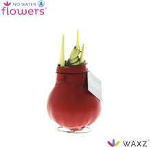 Cibule amarylis v červeném voskovém obalu na kovové noze