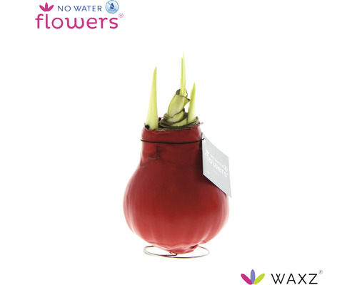 Cibule amarylis v červeném voskovém obalu na kovové noze