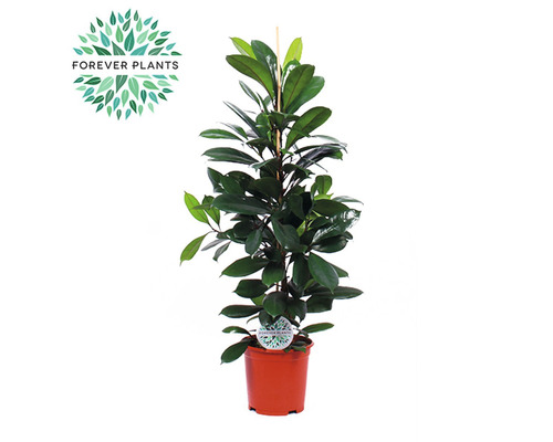 Fíkovník africký FloraSelf Ficus cyathistipula výška cca 105 cm květináč Ø 21 cm Fíkovník pryžodárný v květináči s oporou