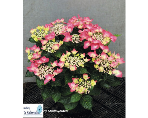Hortenzie pilovitá MIX 7/8 květů FloraSelf květináč Ø 15 cm 1 ks, různé druhy Růžová hortenzie sedlácká v květináči