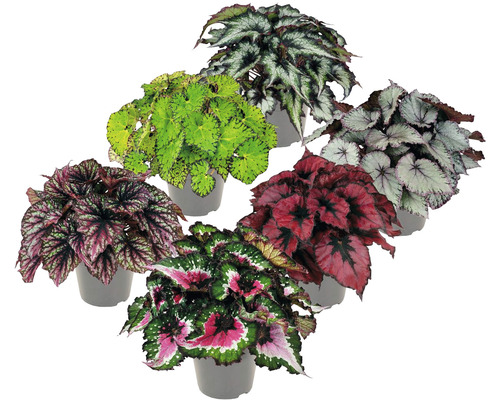 Begonie listová mix FloraSelf Begonia cca 30 cm květináč Ø 13 cm 1 ks, různé druhy