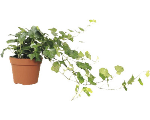 Břečťan v květináči