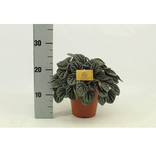 Pepřinec trpasličí FloraSelf Peperomia burbella výška cca 25 cm květináč Ø 15 cm