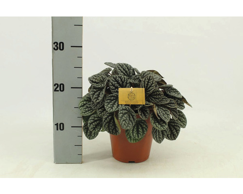 Rostlina Peperomia caperata v květináči