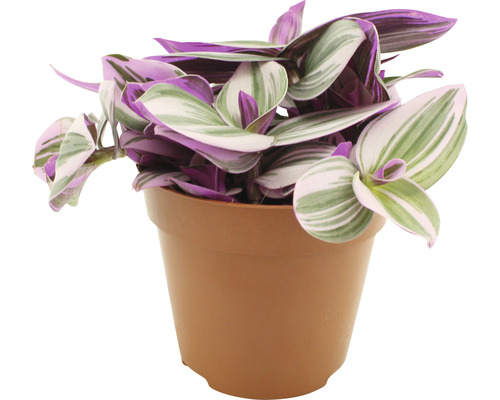 Podeňka Andersonova FloraSelf Tradescantia zebrina 'Nanouk' cca 20 cm květináč Ø 12 cm