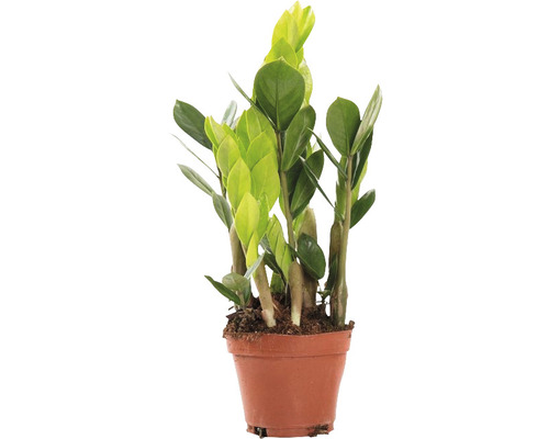 Kulkas zamiolistý FloraSelf Zamioculcas zamiifolia cca 35 cm květináč Ø 10,5 cm