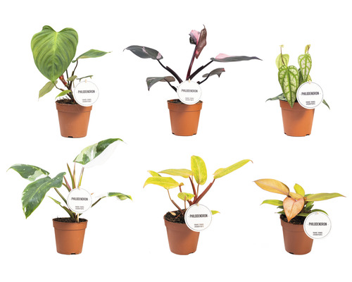 Filodendron FloraSelf Philodendron cca 30 cm květináč Ø 12 cm 1 ks, různé druhy Šest rostlin Philodendron v květináčích