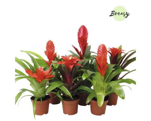 Bromélie mix FloraSelf Bromelia kultivar květináč Ø 9 cm 1 ks, různé druhy