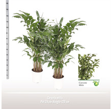 Palicha FloraSelf Caryota mitis výška cca 160 cm květináč Ø 24 cm 1 ks