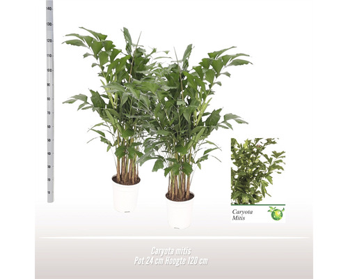 Palicha FloraSelf Caryota mitis výška cca 160 cm květináč Ø 24 cm 1 ks