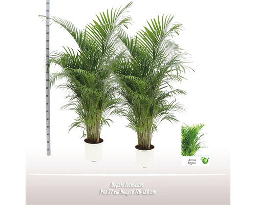 Dvě arekové palmy v květináči, výška přibližně 170 až 180 cm, velikost květináče 27 cm