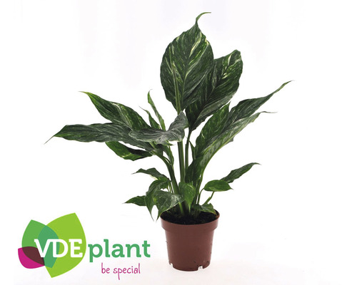 Lopatkovec Daimond FloraSelf Spathiphyllum Daimond cca 30 cm květináč Ø 12 cm Lopatkovec v květináči