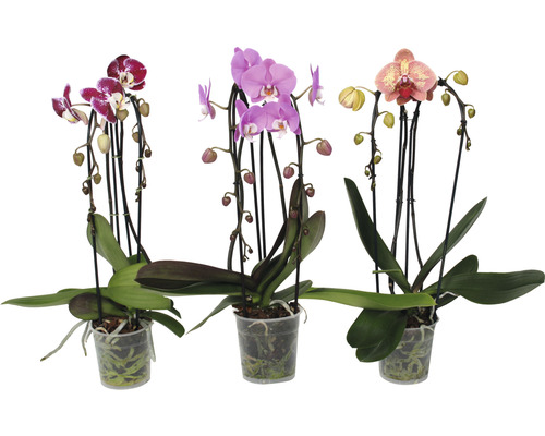 Motýlí orchidej FloraSelf Phalaenopsis multiflora Cascade výška 55-60 cm květináč Ø 12 cm 2 laty 1 ks, různé barvy