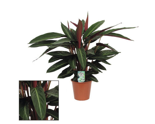 Kalátea FloraSelf Calathea 'Stripestar' cca 80 cm květináč Ø 17 cm