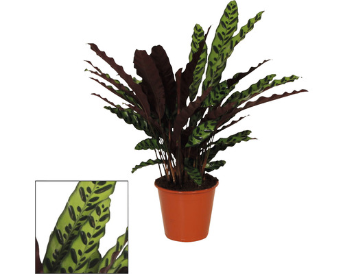 Kalátea kopinatá FloraSelf Calathea insignis výška cca 85 cm květináč Ø 17 cm Modlící se rostlina v květináči