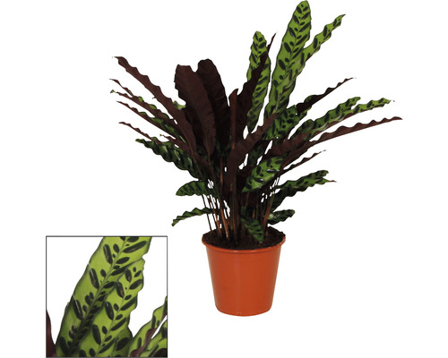 Kalátea kopinatá FloraSelf Calathea insignis výška cca 85 cm květináč Ø 17 cm