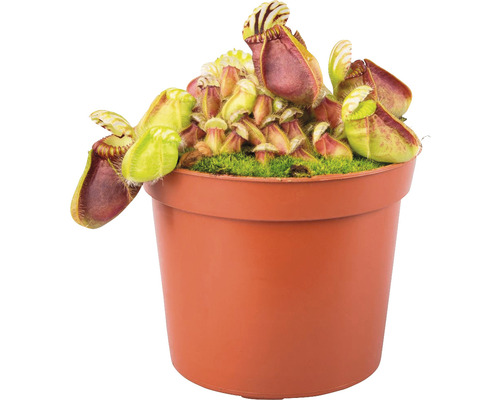 Masožravá rostlina mix FloraSelf výška 8-10 cm květináč Ø 9 cm 1 ks, různé druhy Láčkovka v květináči
