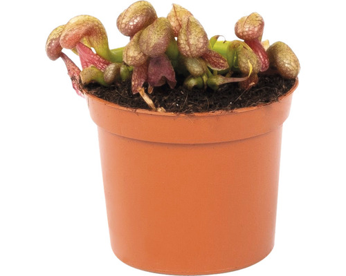 Masožravá rostlina v květináči