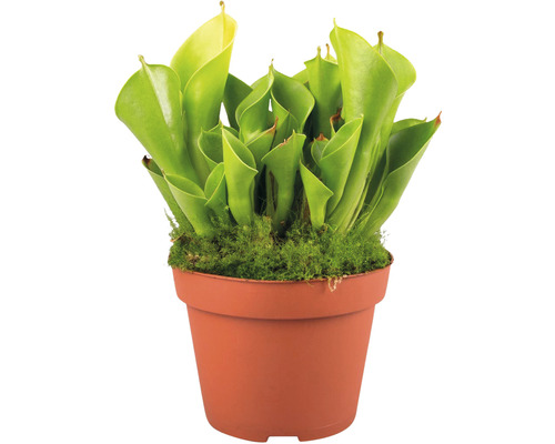 Masožravá rostlina Sarracenia v květináči