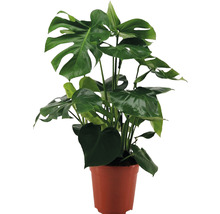 Monstera pokojová rostlina v květináči